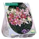 Baltus Lilium Oriental Mix Lelie bloembollen per 5 stuks