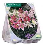 Baltus Lilium Oriental Mix Lelie bloembollen per 5 stuks