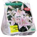 Baltus Lilium Oriental Muscadet Lelie bloembollen per 3 stuks