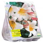 Baltus Lilium Regale Lelie bloembollen per 3 stuks