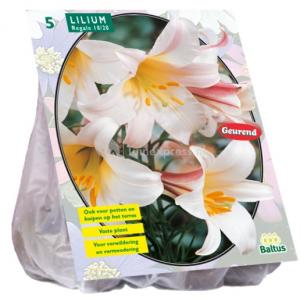 Baltus Lilium Regale Lelie bloembollen per 3 stuks