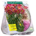 Baltus Lilium Satisfaction Lelie bloembollen per 3 stuks