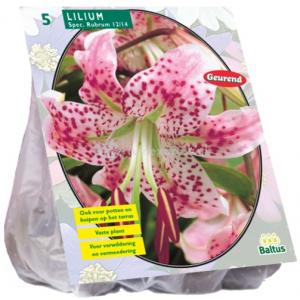 Baltus Lilium Spec Rubrum Lelie bloembollen per 5 stuks