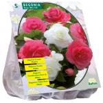 Baltus Begonia Dubbel Duo Roze met Wit bloembollen per 5 stuks