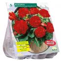 Baltus Begonia Dubbel Rood bloembollen per 5 stuks