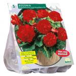 Baltus Begonia Dubbel Rood bloembollen per 5 stuks