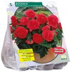Baltus Begonia Dubbel Roze bloembollen per 5 stuks