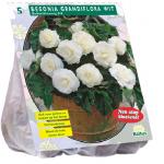 Baltus Begonia Dubbel Wit bloembollen per 5 stuks