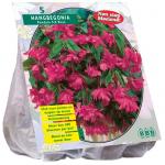 Baltus Begonia Pendula Roze bloembollen per 5 stuks
