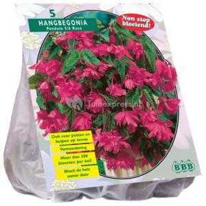 Baltus Begonia Pendula Roze bloembollen per 5 stuks