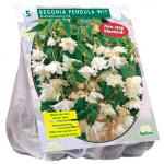 Baltus Begonia Pendula Wit bloembollen per 5 stuks