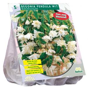 Baltus Begonia Pendula Wit bloembollen per 5 stuks