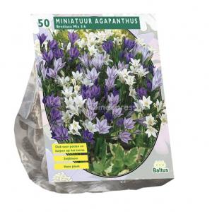 Baltus Brodiaea Mix Triteleia bloembollen per 50 stuks