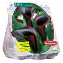 Baltus Calla Zantedeschia Black Callalelie bloembollen per 2 stuks