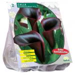 Baltus Calla Zantedeschia Black Callalelie bloembollen per 2 stuks