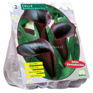 Baltus Calla Zantedeschia Black Callalelie bloembollen per 2 stuks