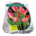 Baltus Calla Zantedeschia Donkerroze Callalelie bloembollen per 3 stuks