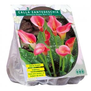 Baltus Calla Zantedeschia Donkerroze Callalelie bloembollen per 3 stuks