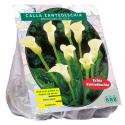 Baltus Calla Zantedeschia Wit Callalelie bloembollen per 3 stuks