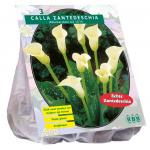 Baltus Calla Zantedeschia Wit Callalelie bloembollen per 3 stuks