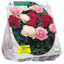 Baltus Paeonia Pioenrozen Mix bloembollen per 3 stuks