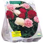 Baltus Paeonia Pioenrozen Mix bloembollen per 3 stuks