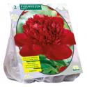 Baltus Paeonia Pioenrozen Rood bloembollen per 2 stuks