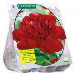 Baltus Paeonia Pioenrozen Rood bloembollen per 2 stuks