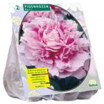 Baltus Paeonia Pioenrozen Roze bloembollen per 2 stuks