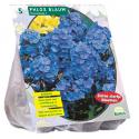 Baltus Phlox paniculata Blauw bloembollen per 5 stuks