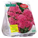 Baltus Phlox paniculata Roze bloembollen per 5 stuks