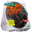 Baltus Canna bruinblad Oranje Indisch bladriet bloembollen per 3 stuks