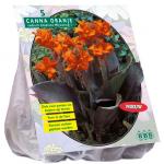 Baltus Canna bruinblad Oranje Indisch bladriet bloembollen per 3 stuks
