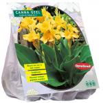 Baltus Canna groenblad Geel Indisch bladriet bloembollen per 3 stuks