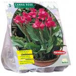 Baltus Canna groenblad Roze Indisch bladriet bloembollen per 3 stuks