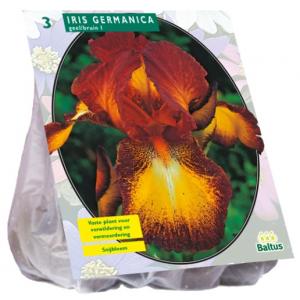Baltus Iris Germanica Geel met Bruin bloembollen per 3 stuks