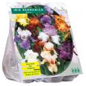 Baltus Iris Germanica Gemengd bloembollen per 3 stuks