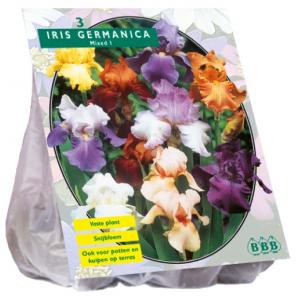 Baltus Iris Germanica Gemengd bloembollen per 3 stuks