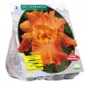 Baltus Iris Germanica Oranje bloembollen per 3 stuks