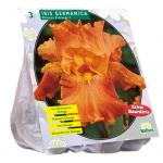 Baltus Iris Germanica Oranje bloembollen per 3 stuks