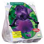 Baltus Iris Germanica Paars bloembollen per 3 stuks