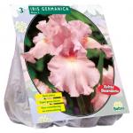 Baltus Iris Germanica Roze bloembollen per 3 stuks