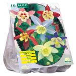 Baltus Akelei Gemengd bloembollen per 10 stuks