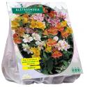 Baltus Alstroemeria Incalelie Mix kleur bloembollen per 5 stuks