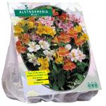 Baltus Alstroemeria Incalelie Mix kleur bloembollen per 5 stuks