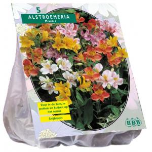 Baltus Alstroemeria Incalelie Mix kleur bloembollen per 5 stuks