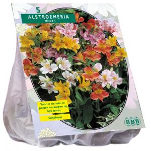 Baltus Alstroemeria Incalelie Mix kleur bloembollen per 5 stuks