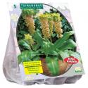 Baltus Eucomis Bicolor bloembollen per 5 stuks