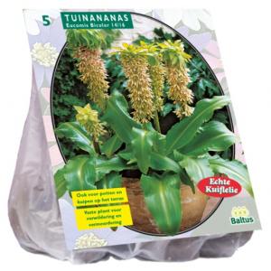 Baltus Eucomis Bicolor bloembollen per 5 stuks