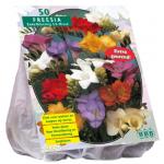 Baltus Freesia Single Mix bloembollen per 50 stuks